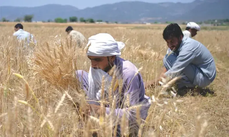 In this file photo, workers harvest wheat in a field on the outskirts of Islamabad on May 4, 2017. &mdash; AFP/File