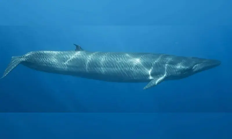 فوٹو: ڈان نیوز فوٹو: ڈان نیوز