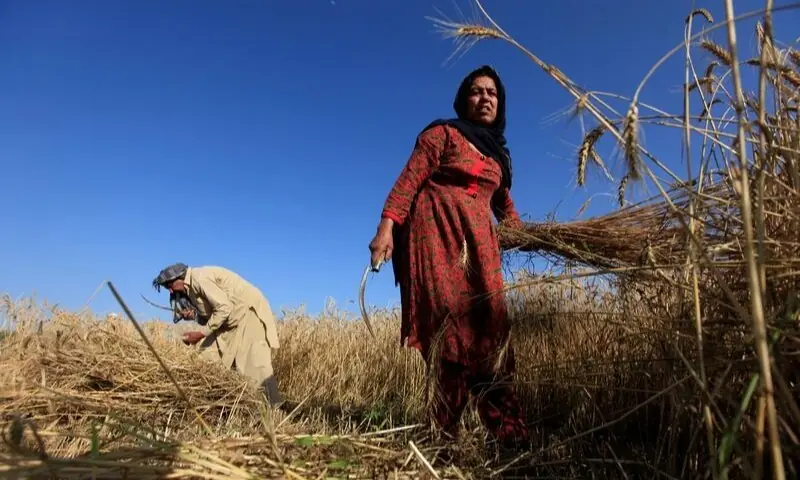 Farmers harvest wheat at a field on the outskirts of Islamabad in April 2018. &mdash; Reuters/File