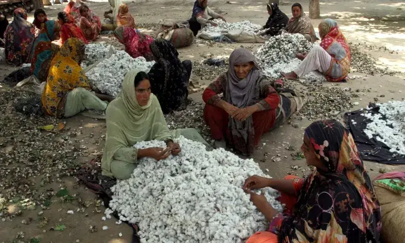 Women clear wastage from cotton fibres in Kabirwala. &mdash; Reuters