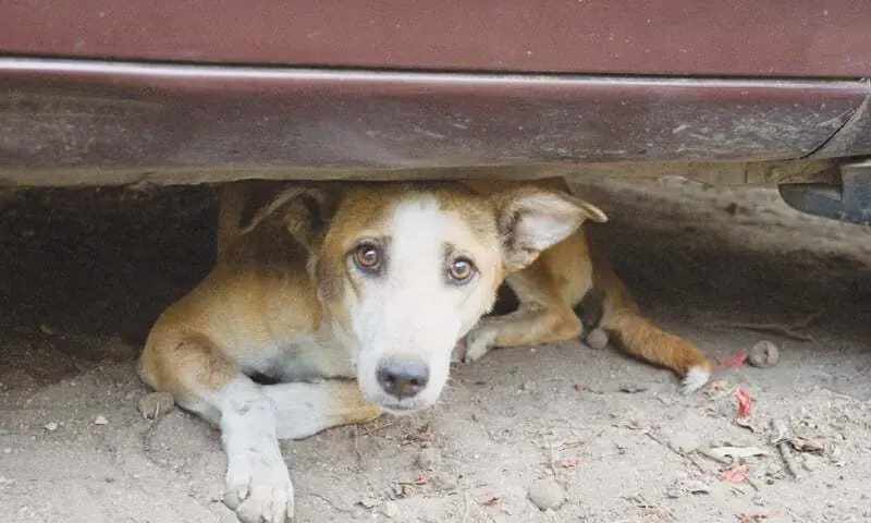 A file photo of a stray dog under a car. — Photo by Hunaira Mobin/File A file photo of a stray dog under a car. — Photo by Hunaira Mobin/File