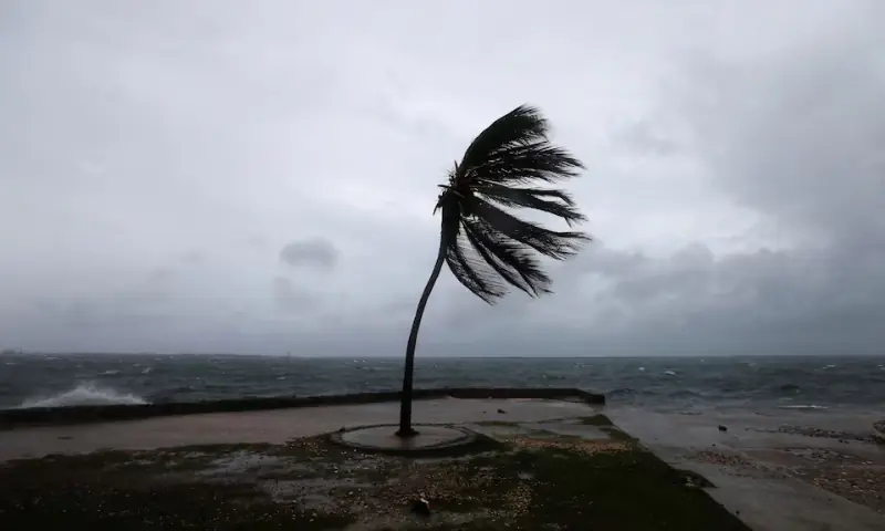 A palm tree sways on the Kingston waterfront as Hurricane Melissa approaches, in Kingston, Jamaica, on October 27. — Reuters