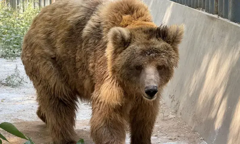 An image of female brown bear Rano. &mdash; via Imtiaz Ali