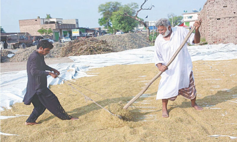 FAISALABAD: Labourers dry rice kernels in the open air, after recent floods dampened existing stocks.&mdash;APP