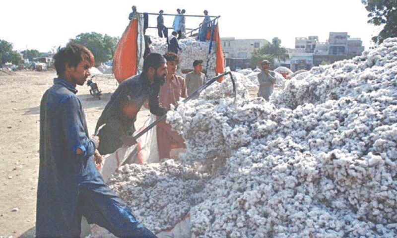 Pakistan Cotton Ginners Association has reported a record 49pc increase in phutti arrivals, reaching 3.044 million bales. Sindh recorded 1.907m bales, up 45pc, while Punjab&rsquo;s arrivals rose 56pc to 1.136m bales. &mdash;APP/file