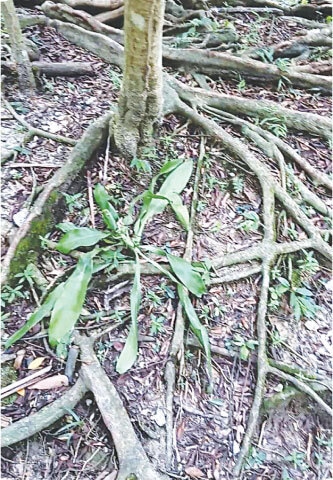 A shallow bedrock can result in root sprawling | Photos by the writer