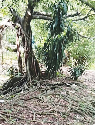 Root sprawling is a leading cause of damage to roads and pavements in urban areas
