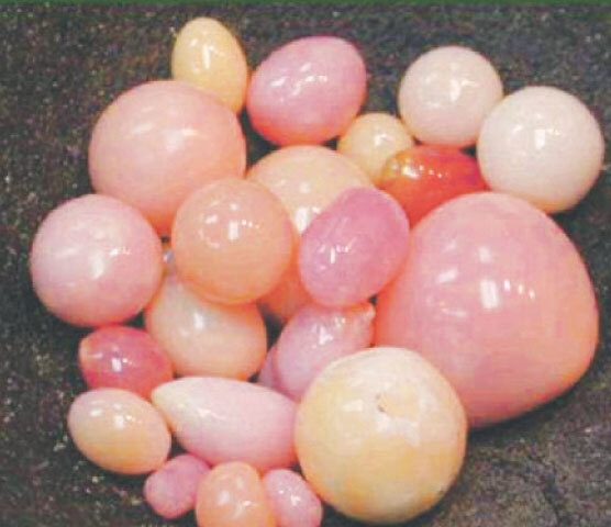 Conch pearl: the only natural pink pearl