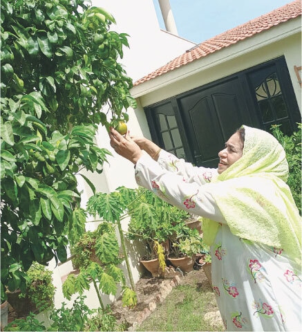 Fathiya inspects her kinnow tree in her garden | Photo by the writer