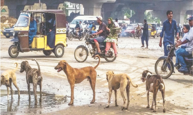 Five stray dogs standing on a road create an intimidating situation for road users. &mdash;Fahim Siddiqi / White Star