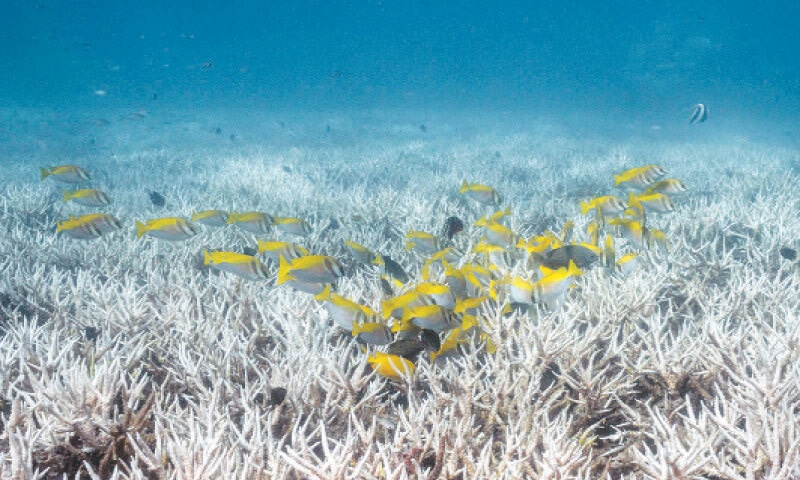 FISH swim over bleached corals in the southern Thai province of Surat Thani. &mdash; AFP