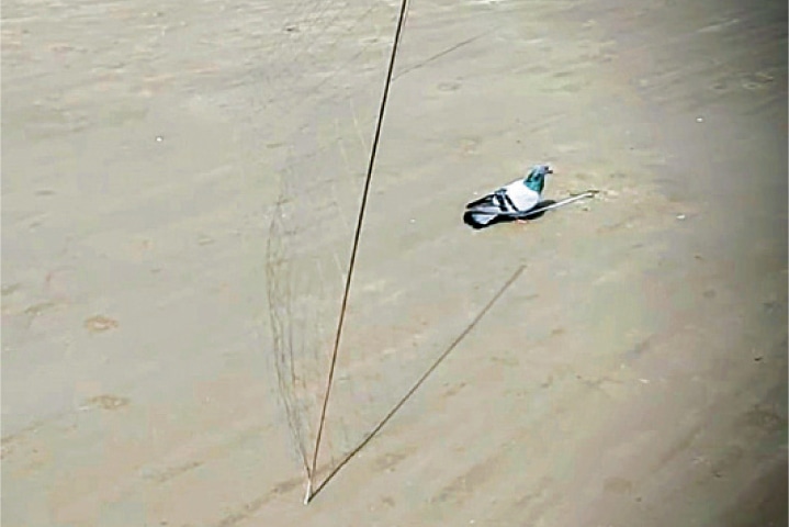  DERA GHAZI KHAN: A net installed to catch falcons, using a live pigeon as a bait. &mdash; Dawn 