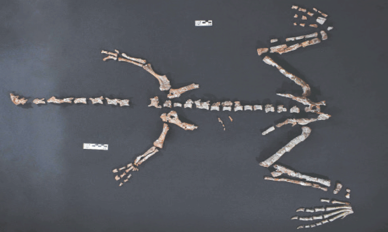 THE fossil bones of a Huayracursor jaguensis, one of the oldest dinosaurs ever found, at a paleontology laboratory in Anillaco, Argentina.—AFP THE fossil bones of a Huayracursor jaguensis, one of the oldest dinosaurs ever found, at a paleontology laboratory in Anillaco, Argentina.—AFP