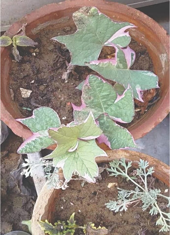 Even if the main system is compromised due to root-rot, healthy stems still in contact with the soil can often root from their nodes and form new plants