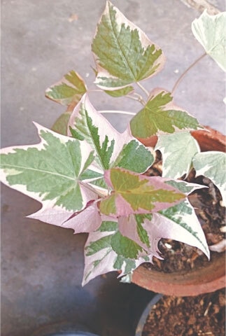 Watering schedule that is consistent with the plant’s requirement helps improve foliage | Photos by the writer