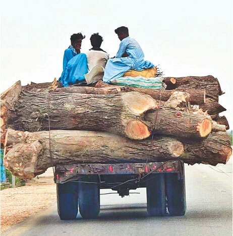 Vehicles loaded with timber are a recurring sight on the roads of Jand in Attock | Photos by the writer