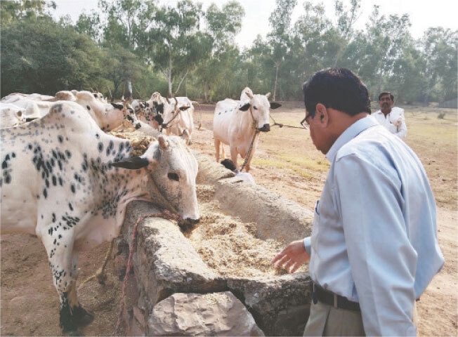 The traditional bull of Potohar region whose breed has been preserved for many decades.