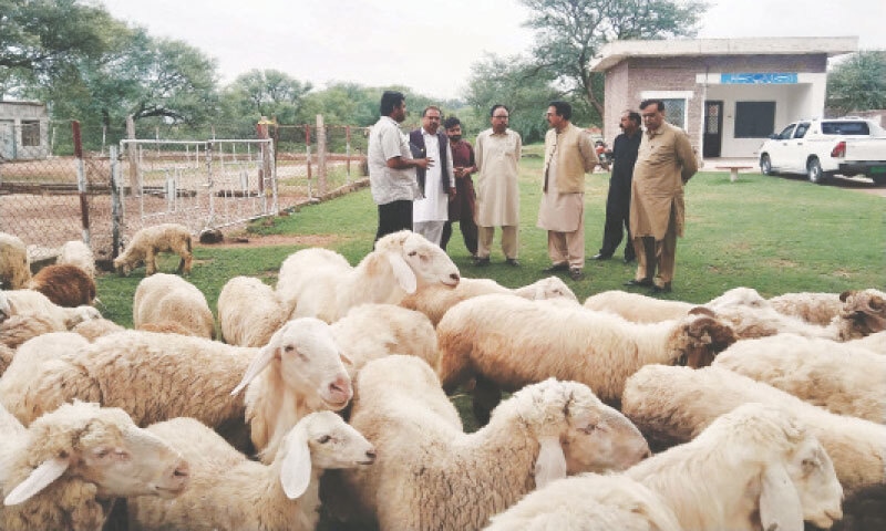 A flock of sheep inside BLPRI &mdash; part of decades-long research to improve productivity in dry regions.