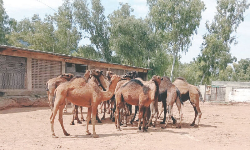 the camel stands as the barani region&rsquo;s quiet colossus. Camel breeding is one of the key features of the institute. &mdash; Photos by the writer
