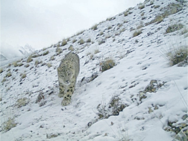  The Snow Leopard Foundation estimates only 167 of these animals are left in Pakistan.&mdash;File photo 