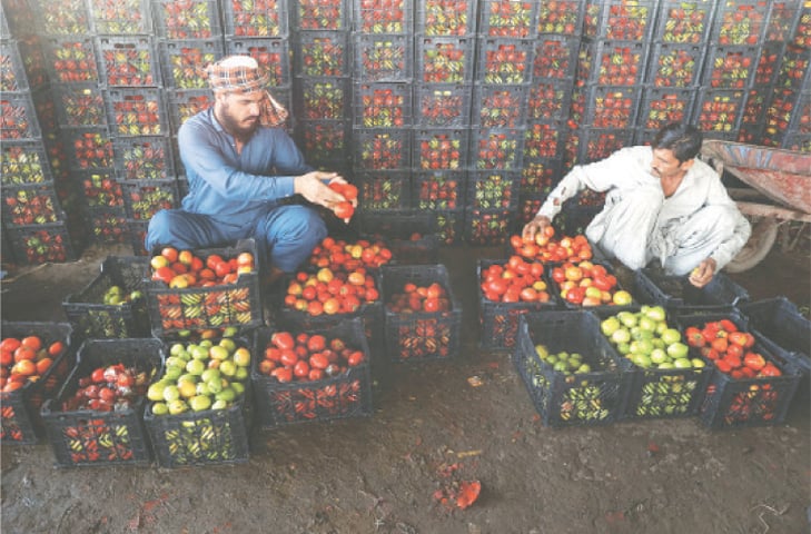  PESHAWAR: Workers sort tomatoes at a wholesale vegetable market, as prices of various essentials rose due to closure of the Pak-Afghan border.—Reuters 