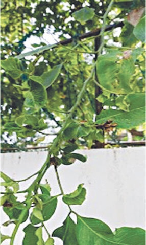 Leaf curling in amaltas