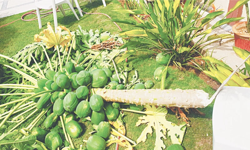 Fruit-laden papaya tree falls to the ground | Photos courtesy the writer Fruit-laden papaya tree falls to the ground | Photos courtesy the writer