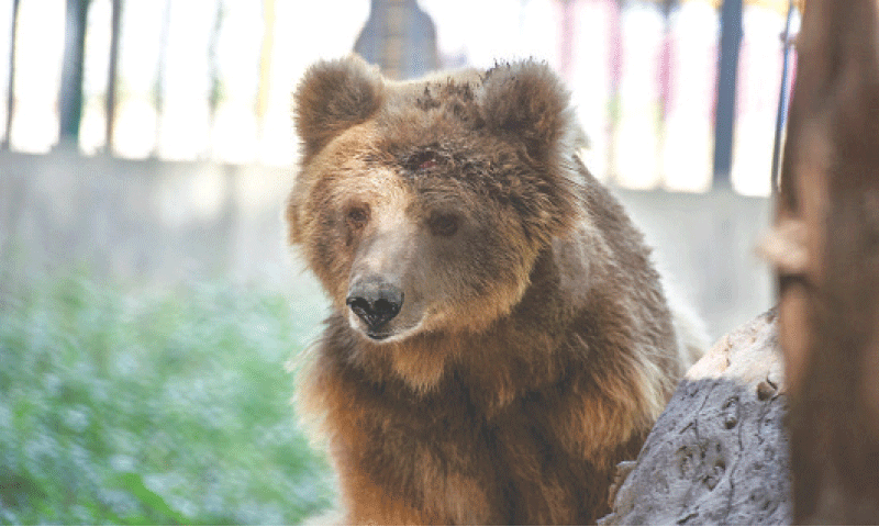 Female brown bear Rano. &mdash; Fahim Siddiqi / White Star