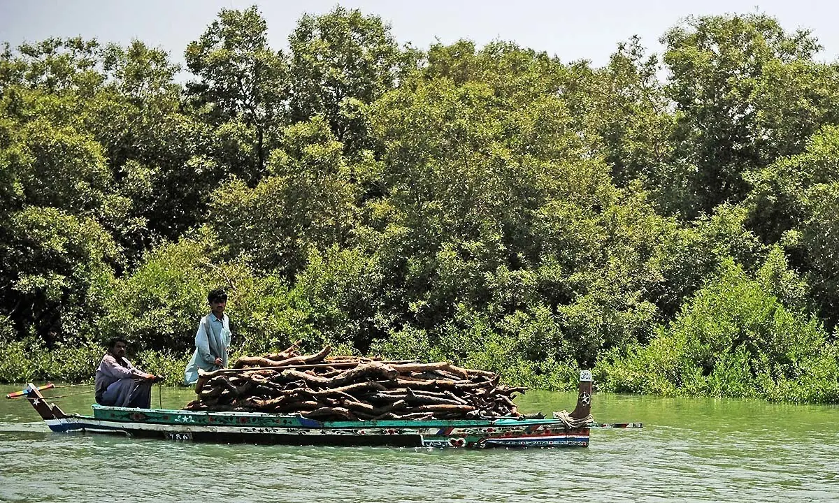 A file photo of workers in a boat at a mangrove. — AFP/File A file photo of workers in a boat at a mangrove. — AFP/File