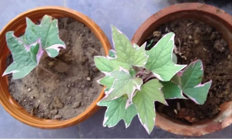 The colour of Pink Frost&rsquo;s dual-shaded leaves may change to a uniform green in extreme heat | Photos by the writer