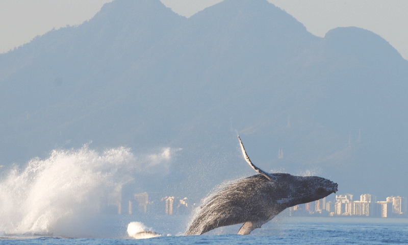 In this file photo, a humpback whale jumps above water near Recreio dos Bandeirantes beach in Rio de Janeiro.&mdash;Reuters/File