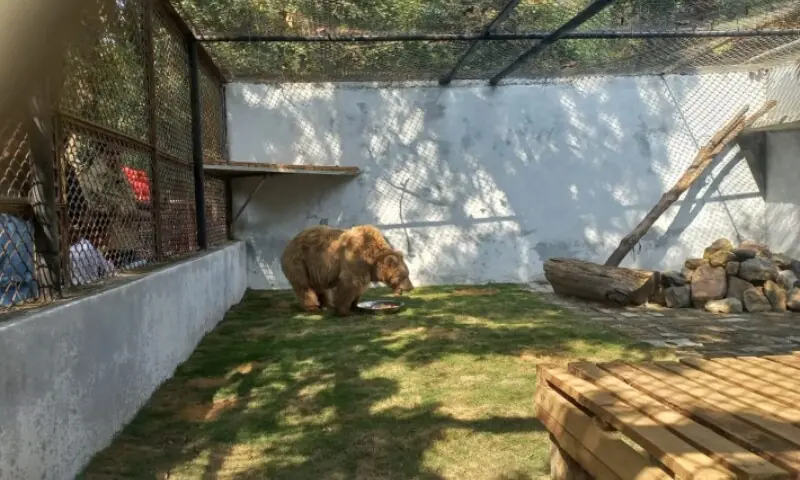 Rano eats inside the quarantine area at the  Islamabad Wildlife Management Board bear rehabilitation facility. &mdash; photo by Jude Allen