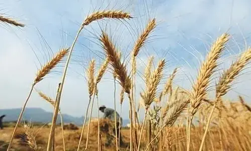 The wheat policy of the government is providing food for thought as well: how not to conceive and run a staple policy. — Reuters/File The wheat policy of the government is providing food for thought as well: how not to conceive and run a staple policy. — Reuters/File