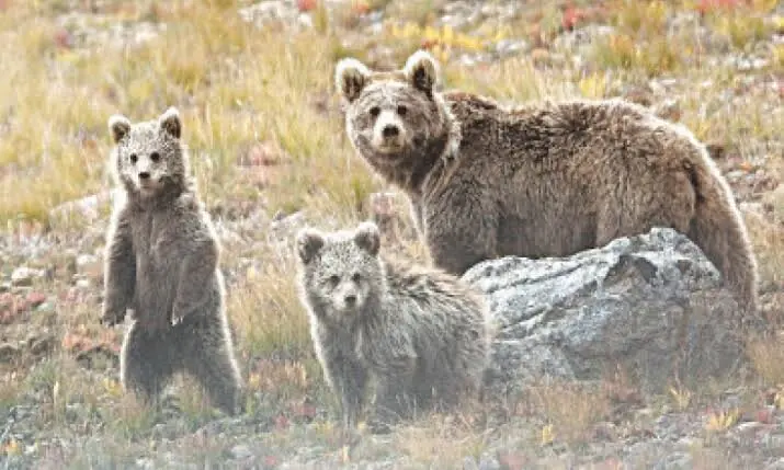 ONE swipe of the arm from a brown bear can inflict serious damage on a human, even if the animal’s intent is not to harm.—Photo courtesy Kamran Saleem/Third Pole/File ONE swipe of the arm from a brown bear can inflict serious damage on a human, even if the animal’s intent is not to harm.—Photo courtesy Kamran Saleem/Third Pole/File