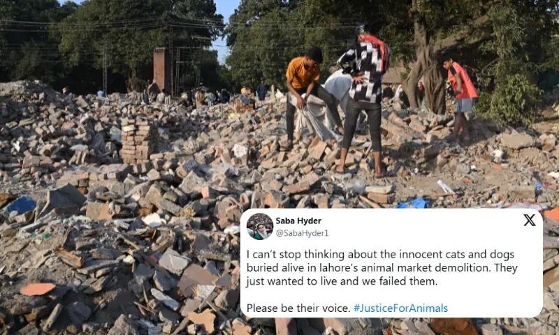 &lsquo;They just wanted to live and we failed them&rsquo;: Netizens furious after Lahore pet market demolished