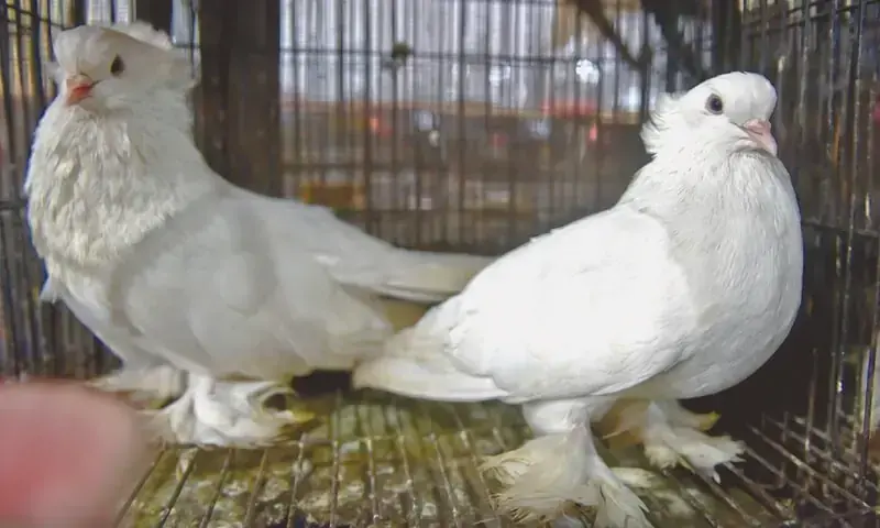A pair of settinet pigeons in a cage. &mdash; Photos by Fahim Siddiqi / White Star