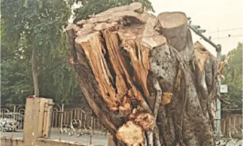 A photo of the stump of a150-year-old banyan tree that was cut down by the Lahore Cantt Board on October 26. &mdash; Dawn