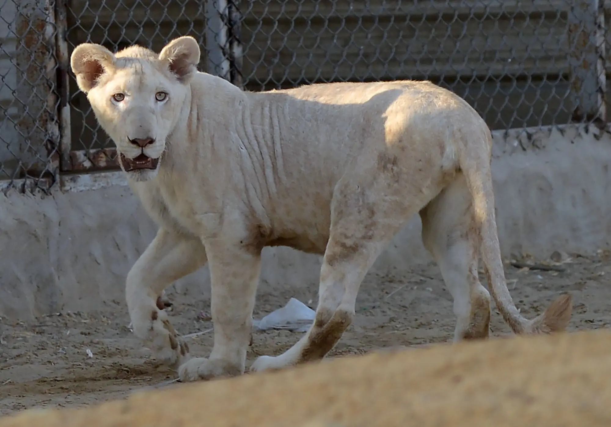 In this picture taken on May 20, 2019, a lioness walks in a cage at a private zoo in Karachi. &mdash; AFP