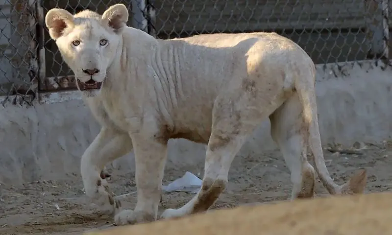 — فوٹو: اے ایف پی — فوٹو: اے ایف پی