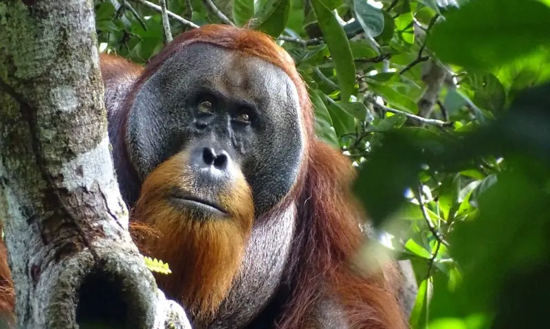 A male Sumatran orangutan named Rakus is seen two months after wound self-treatment using a medicinal plant in the Suaq Balimbing research site, a protected rainforest area in Indonesia, with the facial wound below the right eye barely visible anymore, in this handout picture taken on Aug 25, 2022. &mdash; Max Planck Institute of Animal Behavior/Handout via Reuters/File