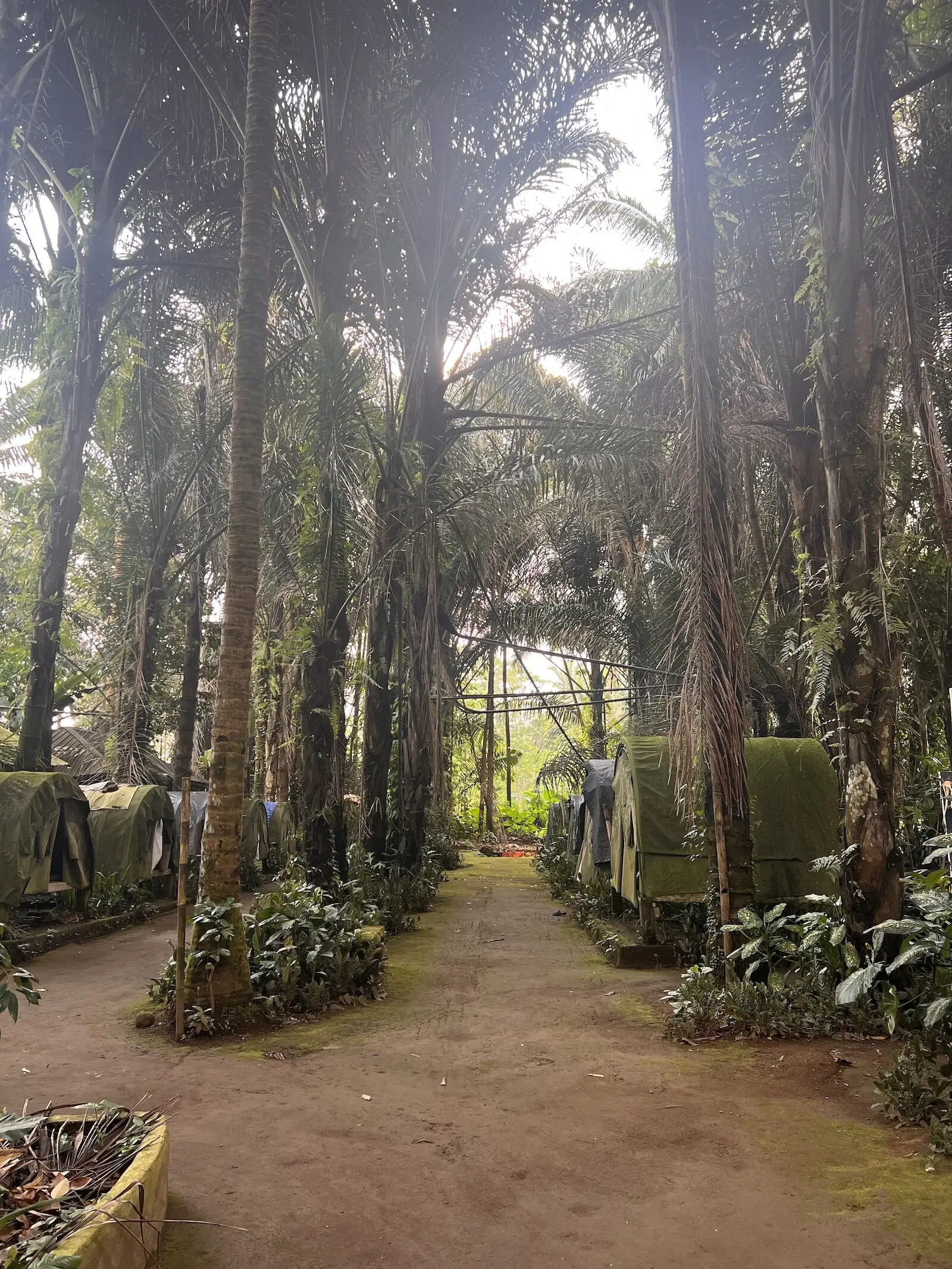  Inside Rumah Konservasi Kunang-Kunang in Taro village, where Wardika’s family has been working to bring back Bali’s fireflies. 