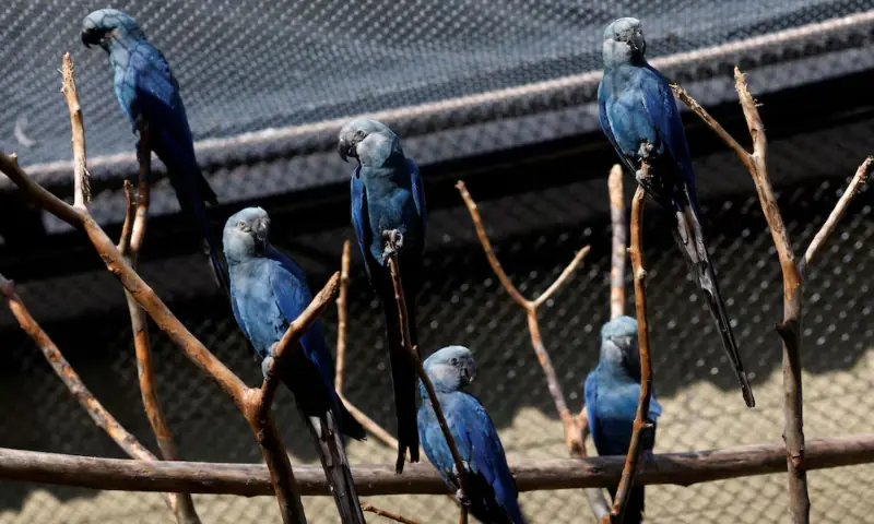  Spix&rsquo;s macaws are seen in the new Conservation Centre at Sao Paulo&rsquo;s Zoo, in Sao Paulo, Brazil on May 3, 2024. &mdash; Reuters/File 