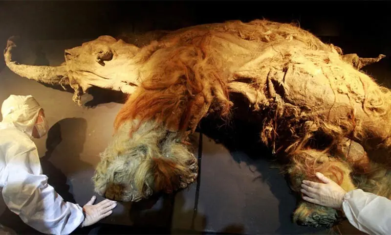 People in protective suits examine a frozen woolly mammoth from Siberia named “Yuka” during a media preview at the Chiang Kai-shek Memorial Hall in Taipei, Taiwan on November 6. — Reuters People in protective suits examine a frozen woolly mammoth from Siberia named “Yuka” during a media preview at the Chiang Kai-shek Memorial Hall in Taipei, Taiwan on November 6. — Reuters