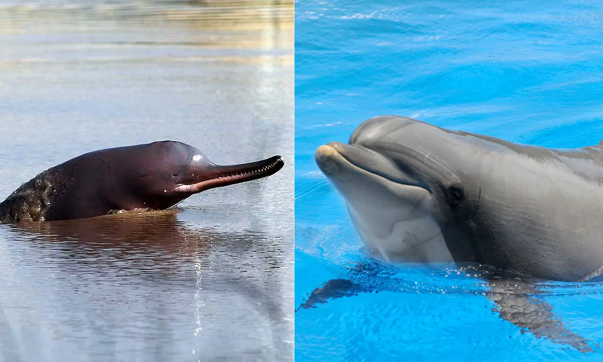 یک دلفین آب شیرین سند (سمت چپ) و یک دلفین آب شور (سمت راست)