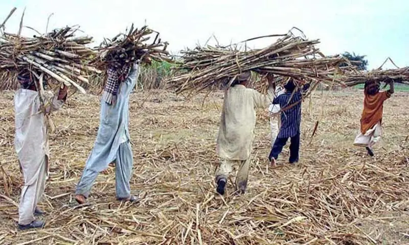 This file photo shows farmers carrying sugarcane on their heads on the way during the harvesting of sugarcane crop in their fields. &mdash; File photo