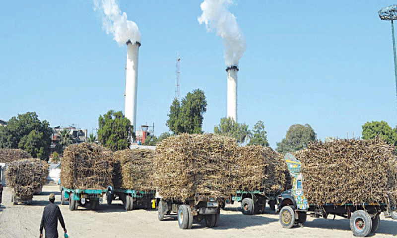 TRUCKS carrying sugar cane queue up outside a sugar mill.—Photo by Umair Ali/ File