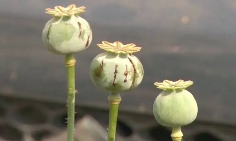 Image shows poppy plant.─ DawnNewsTV Image shows poppy plant.─ DawnNewsTV