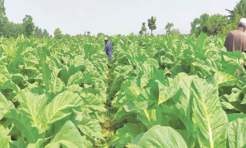 Growers check crop quality, which is ready for harvesting, in tehsil Chota Lahor, Swabi on December 27, 2024.&mdash;Photo by Muqaddam Khan/File