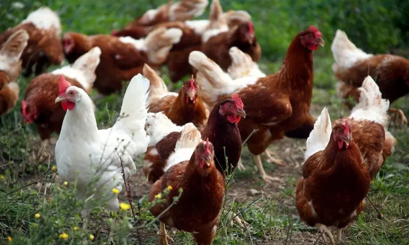 A file photo of chickens. — Reuters/File A file photo of chickens. — Reuters/File