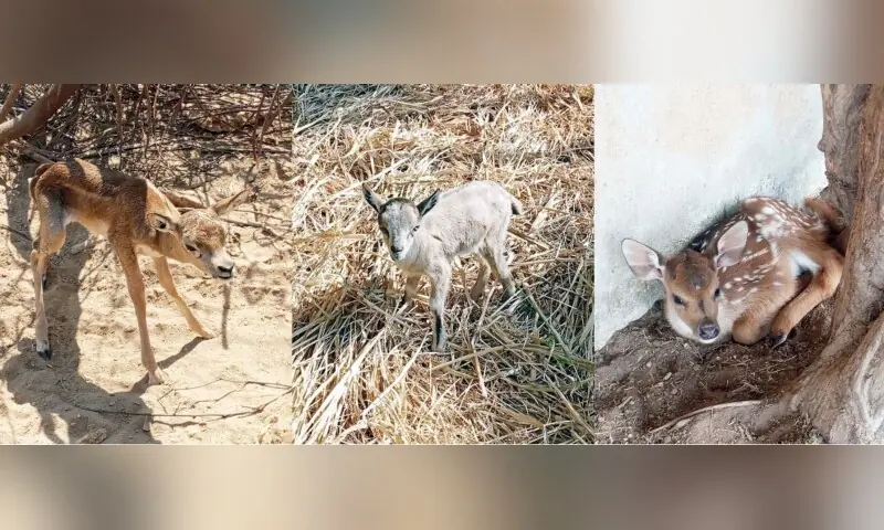 A combination photograph shows some of the newborn animals at Karachi’s Safari Park on November 26. — Photo via KMC A combination photograph shows some of the newborn animals at Karachi’s Safari Park on November 26. — Photo via KMC